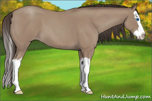 Horse Color:Classic Champagne Roan Splash