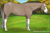 Horse Color:Classic Champagne Roan Splash
