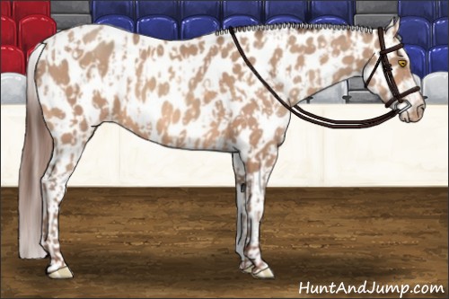 Horse Color:Amber Champagne Appaloosa  and Amber Champagne Appaloosa 