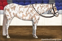 Horse Color:Amber Champagne Appaloosa and Amber Champagne Appaloosa