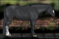 Horse Color:Black and Black