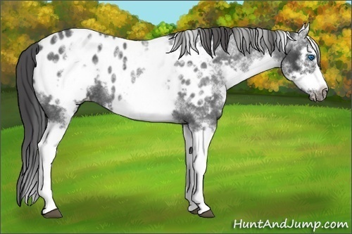 Horse Color:White Spotted Blue Roan Splash Frame Appaloosa