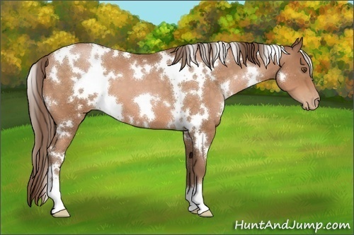 Horse Color:White Spotted Brown Pearl 
