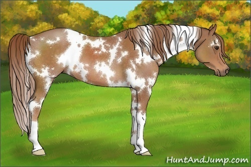 Horse Color:White Spotted Chestnut 