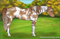 Horse Color:White Spotted Chestnut 