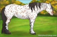 Horse Color:Bay Near Leopard