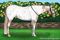 Horse Color:White Spotted Liver Chestnut Pearl Blanket 