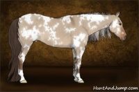 Horse Color:White Spotted Liver Red Dun 