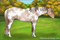 Horse Color:White Spotted Liver Red Roan Pearl 