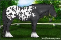 Horse Color:Black Appaloosa