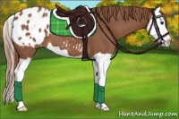 Horse Color:Chestnut Splash Appaloosa 