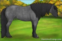 Horse Color:Blue Roan 