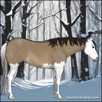 Horse Color:Gray Brown Dun Splash 