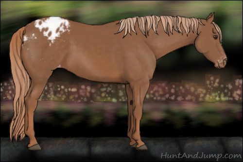 Horse Color:Chestnut Appaloosa 
