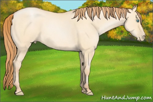 Horse Color:Buckskin Pearl Dun 