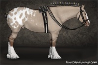Horse Color:Liver Red Dun Roan Sabino Blanket