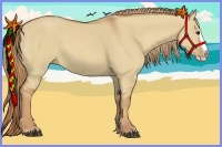 Horse Color:Red Dun Splash
