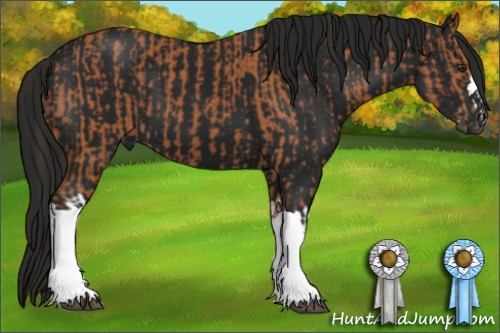 Horse Color:Bay  and Gray Black 