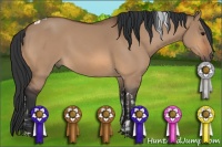 Horse Color:Bay Dun Tobiano  and Bay Dun Tobiano 