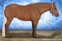 Horse Color:Silver Bay 