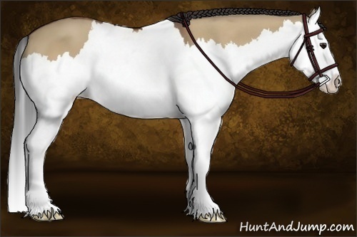 Horse Color:Bay Dun Splash 