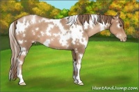 Horse Color:White Spotted Liver Chestnut Pearl 