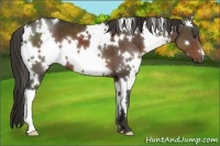Horse Color:White Spotted Liver Chestnut 