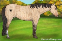 Horse Color:Bay Dun  and Amber Champagne Dun 
