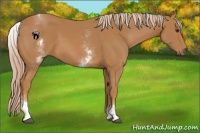 Horse Color:White Spotted Chestnut