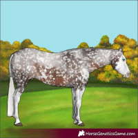 Horse Color:White Spotted Silver Brown Sabino Splash Appaloosa 