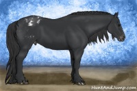 Horse Color:Black Appaloosa