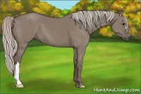 Horse Color:Silver Grullo 