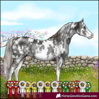 Horse Color:White Spotted Liver Chestnut Sabino Rabicano 
