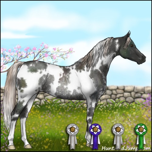 Horse Color:White Spotted Liver Chestnut Rabicano 