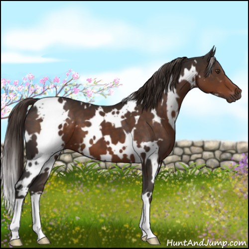 Horse Color:White Spotted Liver Chestnut
