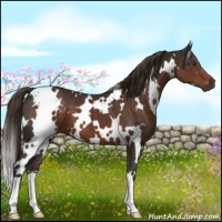 Horse Color:White Spotted Liver Chestnut 