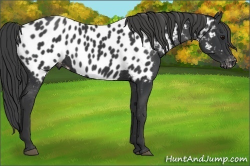 Horse Color:Black Appaloosa 
