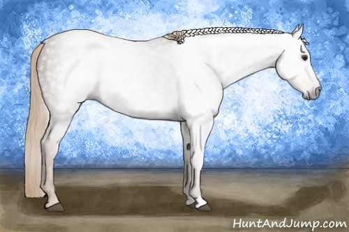 Horse Color:Gray Chestnut 