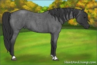 Horse Color:Blue Roan 