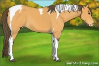 Horse Color:Buckskin Tobiano Appaloosa 