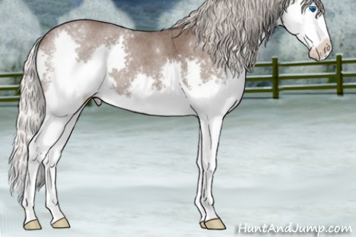 Horse Color:Silver Blue Roan Sabino Splash 