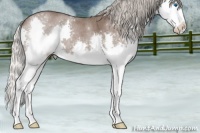 Horse Color:Silver Blue Roan Sabino Splash 