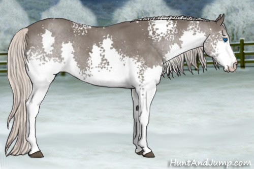 Horse Color:White Spotted Silver Blue Roan Splash 