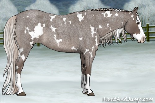 Horse Color:White Spotted Silver Blue Roan Splash