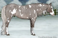 Horse Color:White Spotted Silver Blue Roan Splash 