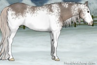 Horse Color:White Spotted Silver Blue Roan 
