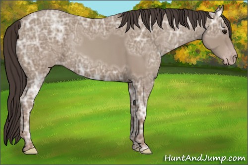 Horse Color:Classic Champagne Ice 