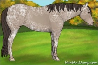 Horse Color:Classic Champagne Ice 