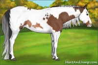 Horse Color:Bay Splash Tobiano Appaloosa  and Bay Splash Tobiano Appaloosa Rabicano 