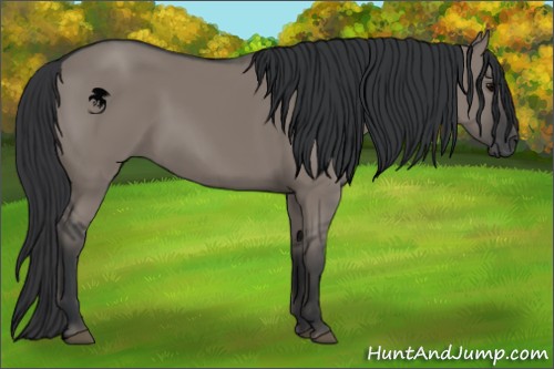 Horse Color:Grullo 